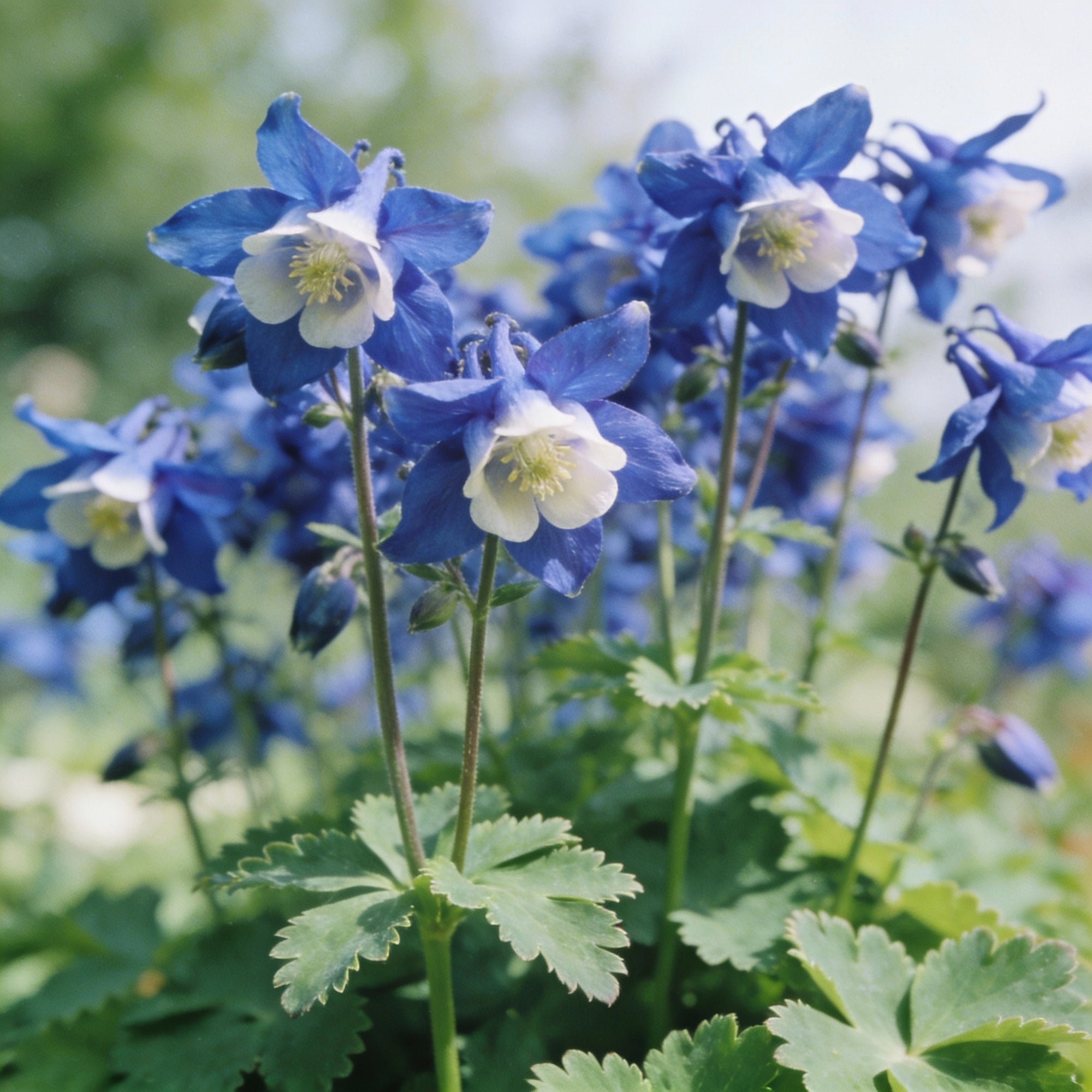 aquilegia-clematiflora-blue-seeds-for-garden-planting