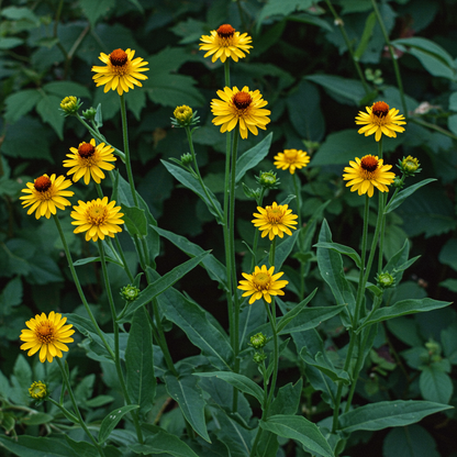 Ratibida Columnifera Seeds for Garden Planting