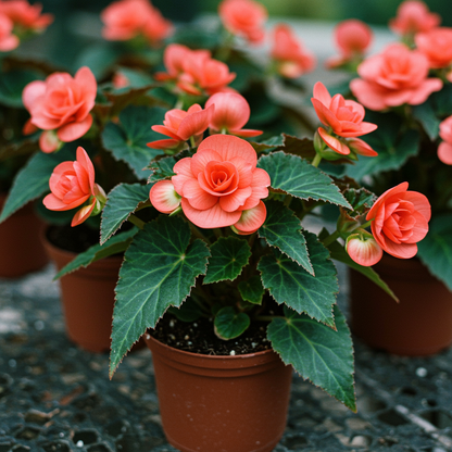 Salmon Begonia Flower Seeds for Garden Planting