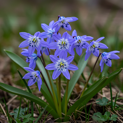 Scilla Cilicica Seeds for Garden Planting