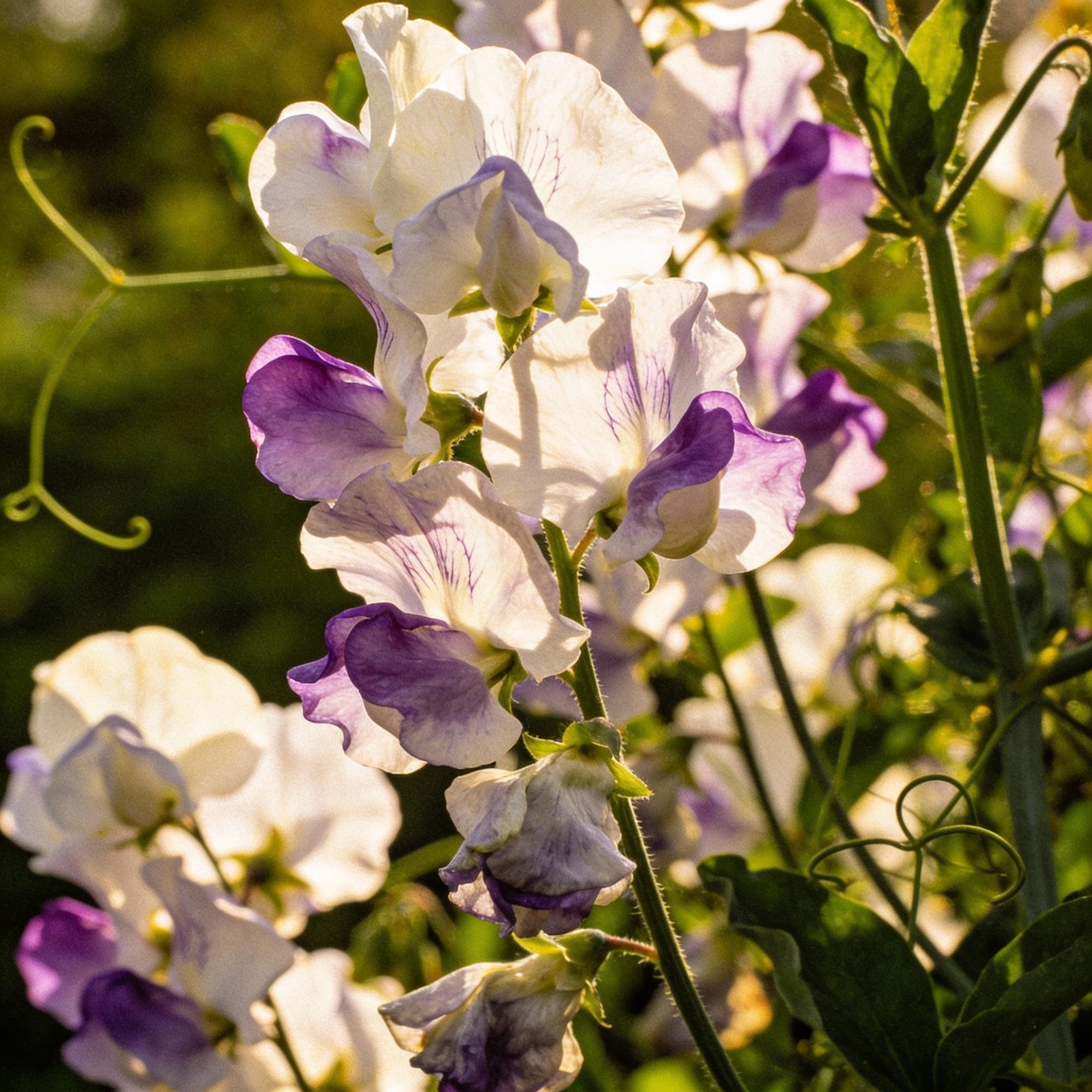 sweet-pea-alan-roberts-flower-seeds-elegant-fragrant-blooms