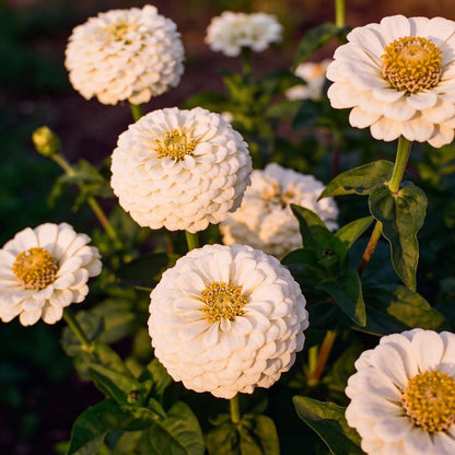 White Zinnia Seeds - White Cream Flower Seeds for Garden Planting