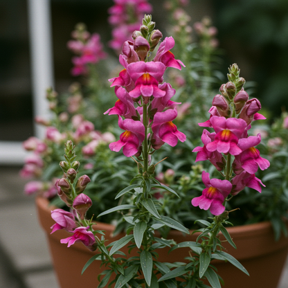 Mauve Snapdragon Flower Seeds for Garden Planting