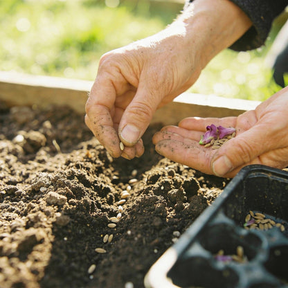 Mauve Snapdragon Flower Seeds for Garden Planting