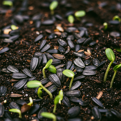 Mexican Sunflower Seeds Mix for Garden Planting