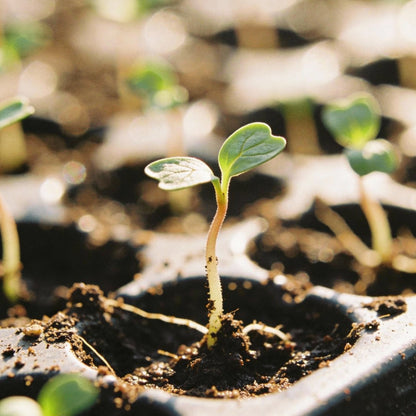 Mimulus Cardinalis Seeds for Garden Planting