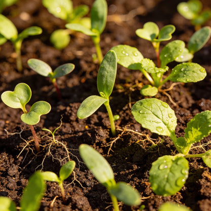 Orange Sherbet Flower Seed Mix – Vibrant Seasonal Blooms for Colorful Gardens
