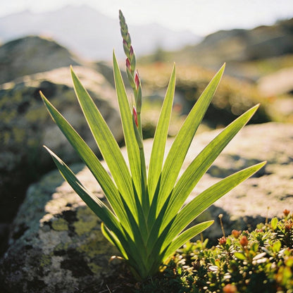 Moraea Polystachya Flower Seeds for Garden Planting