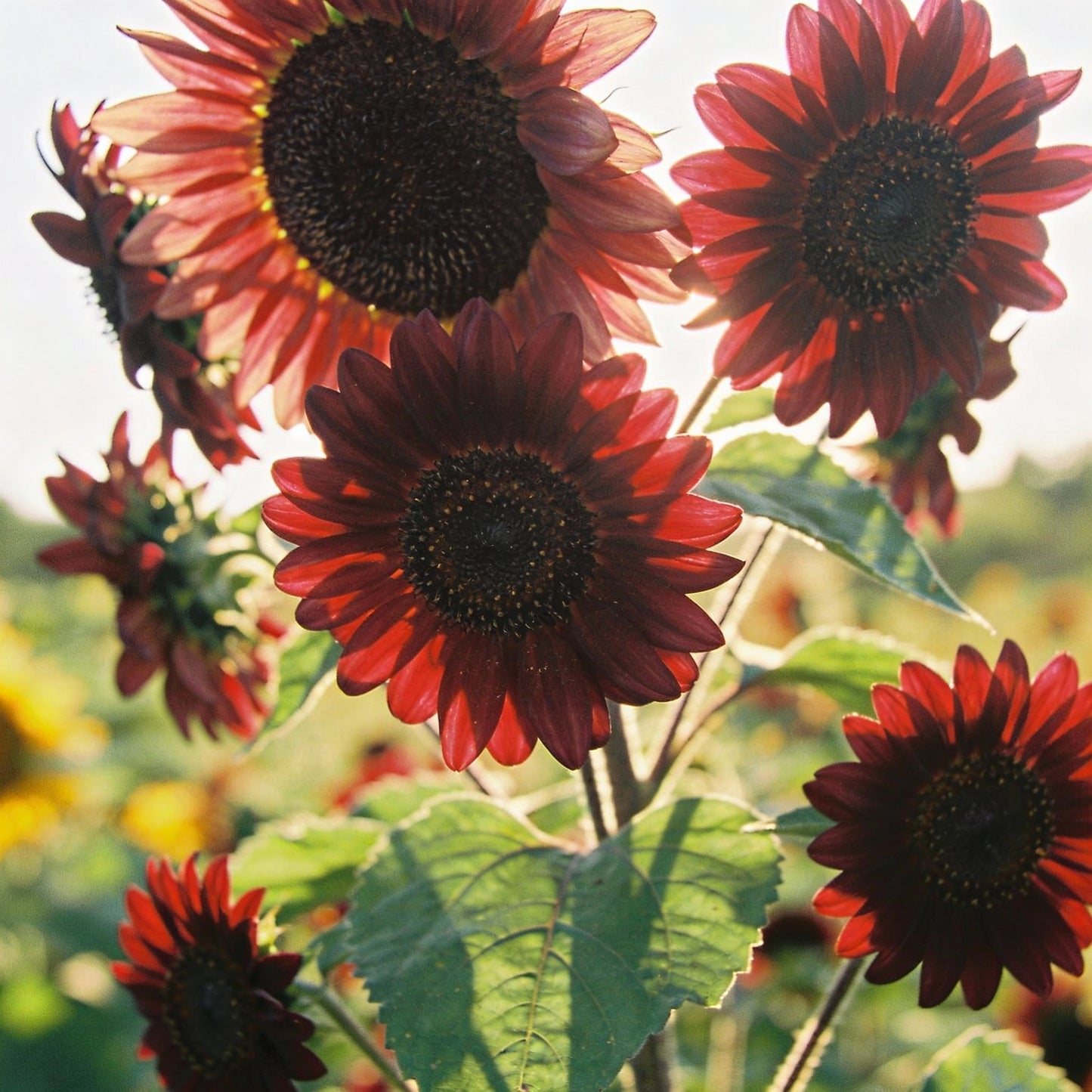 Moulin Rouge Sunflower Seeds - Red Sunflower Seeds for Garden