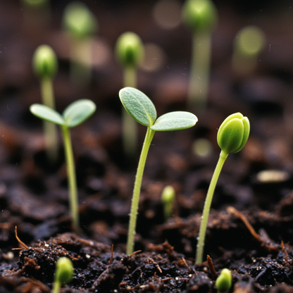 Semiaquilegia Ecalcarata Seeds for Garden Planting