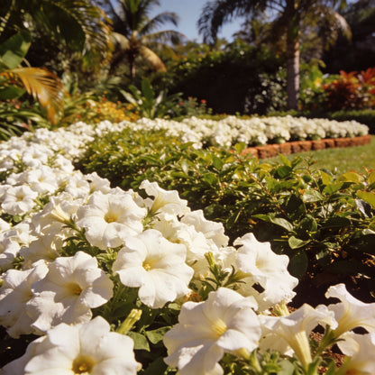 White Mexican Petunias Seeds for Garden Planting