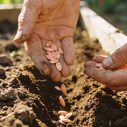 Peach Blush Sunflower Seeds for Garden Planting