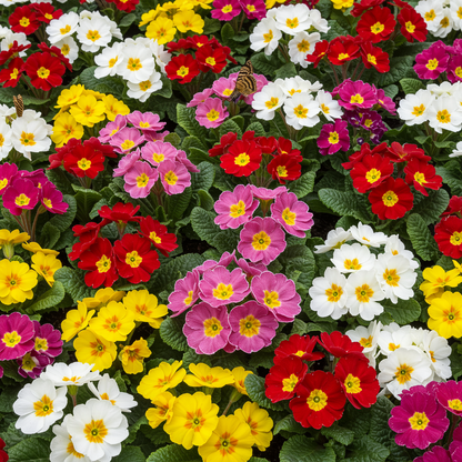 Primrose Husky Mixed Seeds for Garden Planting