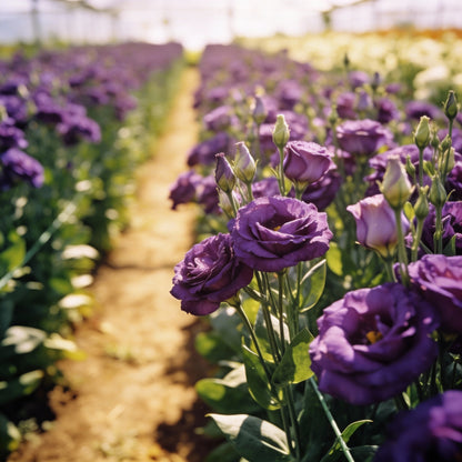 Lisianthus Rosita 2 Purple Seeds – Rich Purple Elegant Blooms
