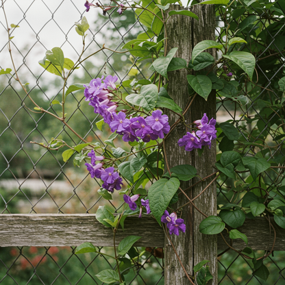 Rhodochiton Atrosanguineus Purple Bells Flower Seeds - Climbing Flower Seeds for Garden