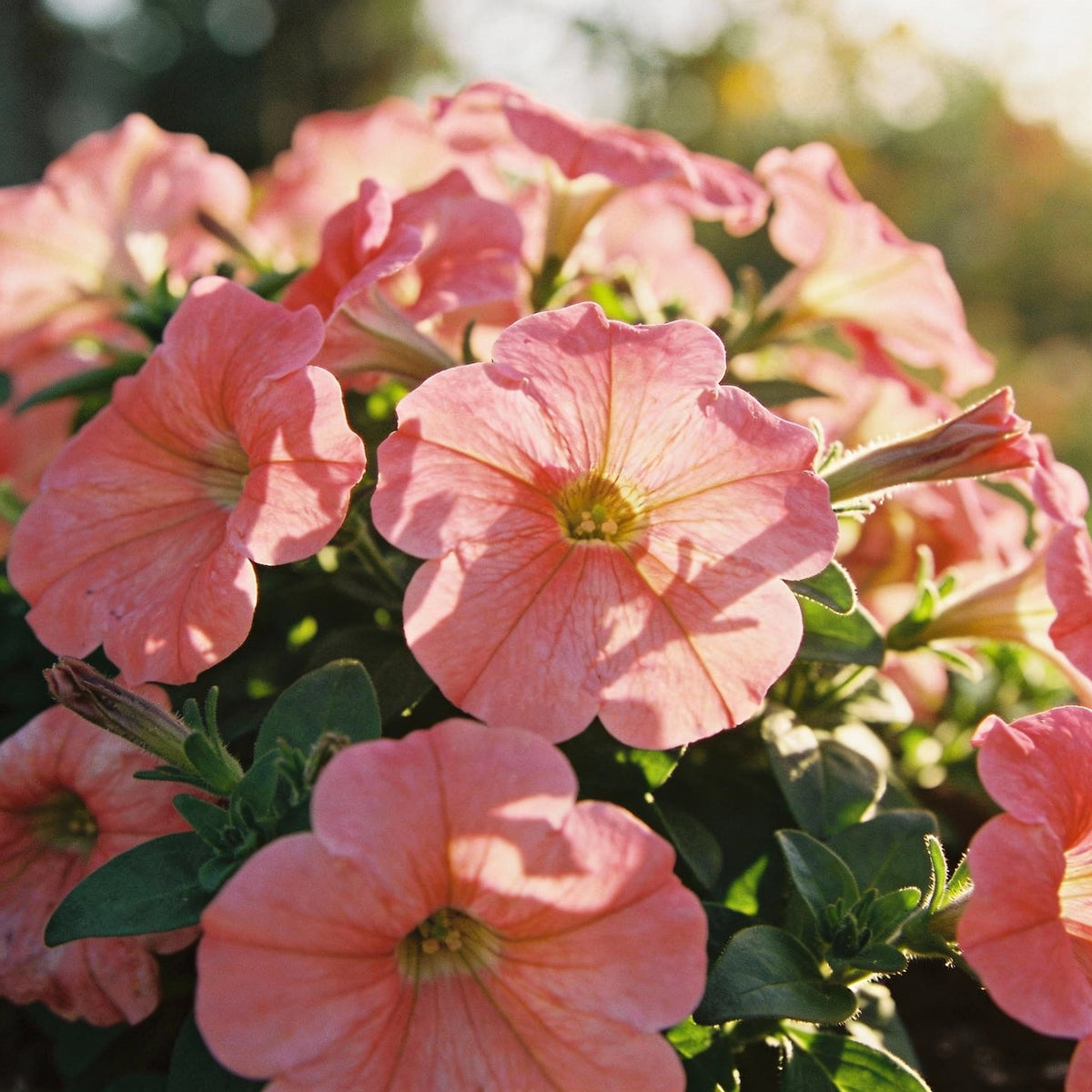 Blush Pink Petunia Seeds - Pink Petunia Flower Seeds for Garden
