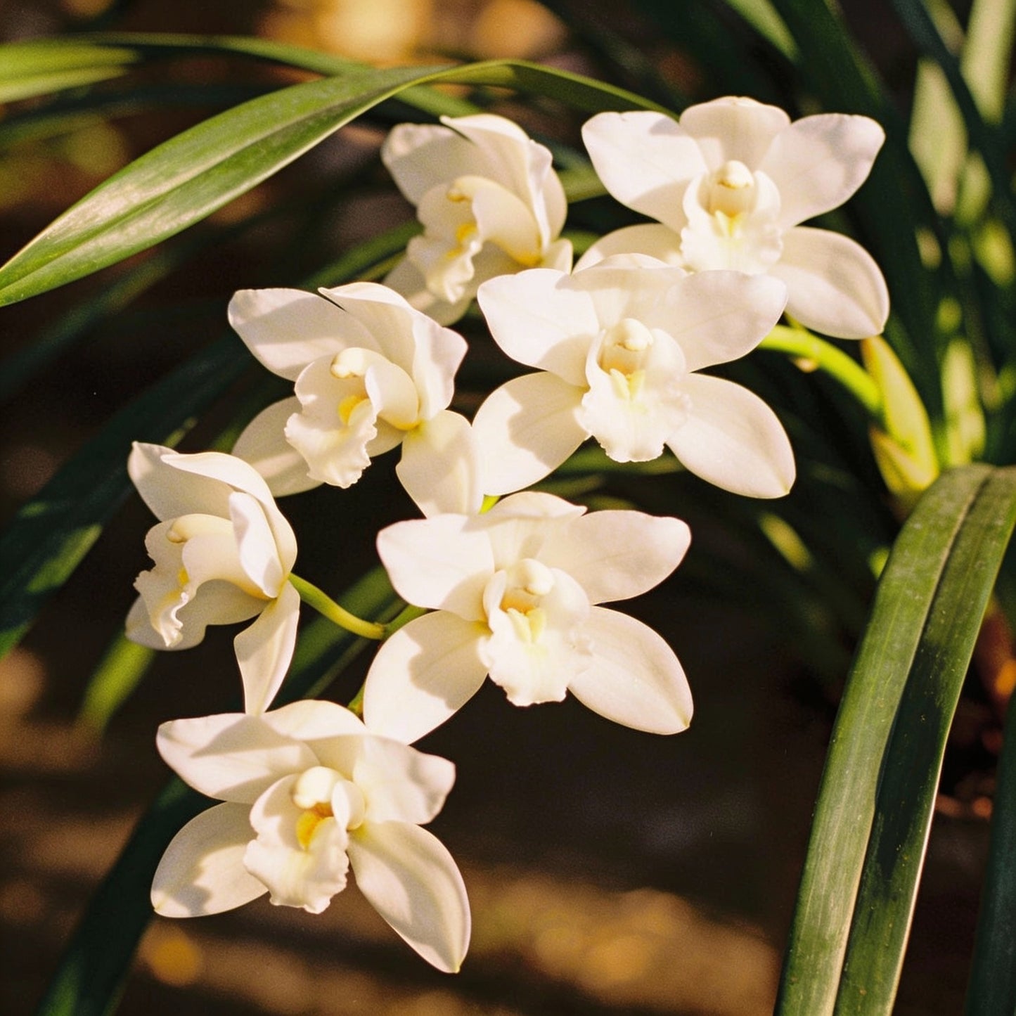 Cymbidium Maxillaria Goeringii Seeds - White Orchid Flower Seeds for Garden
