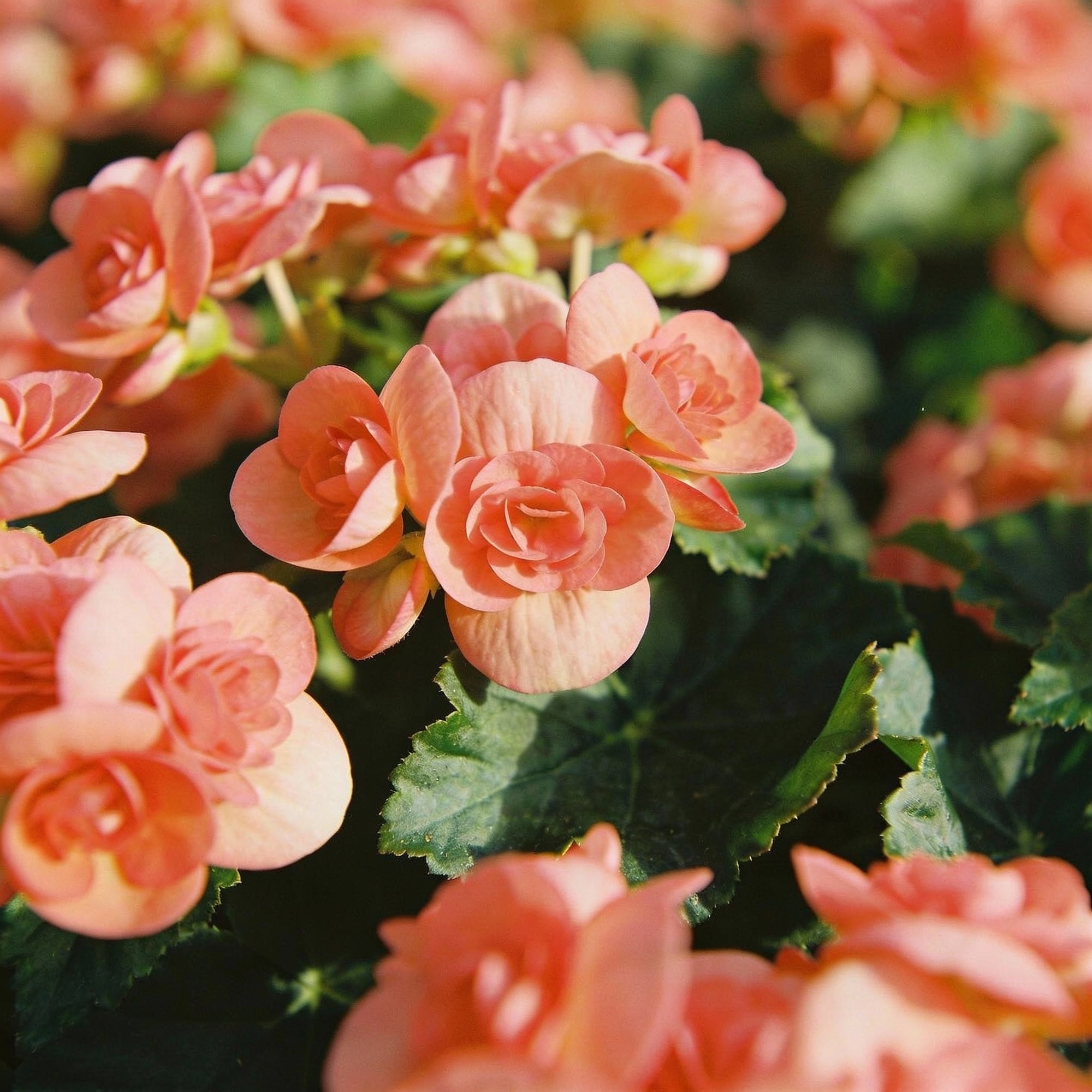 salmon-begonia-flower-seeds-for-garden-planting