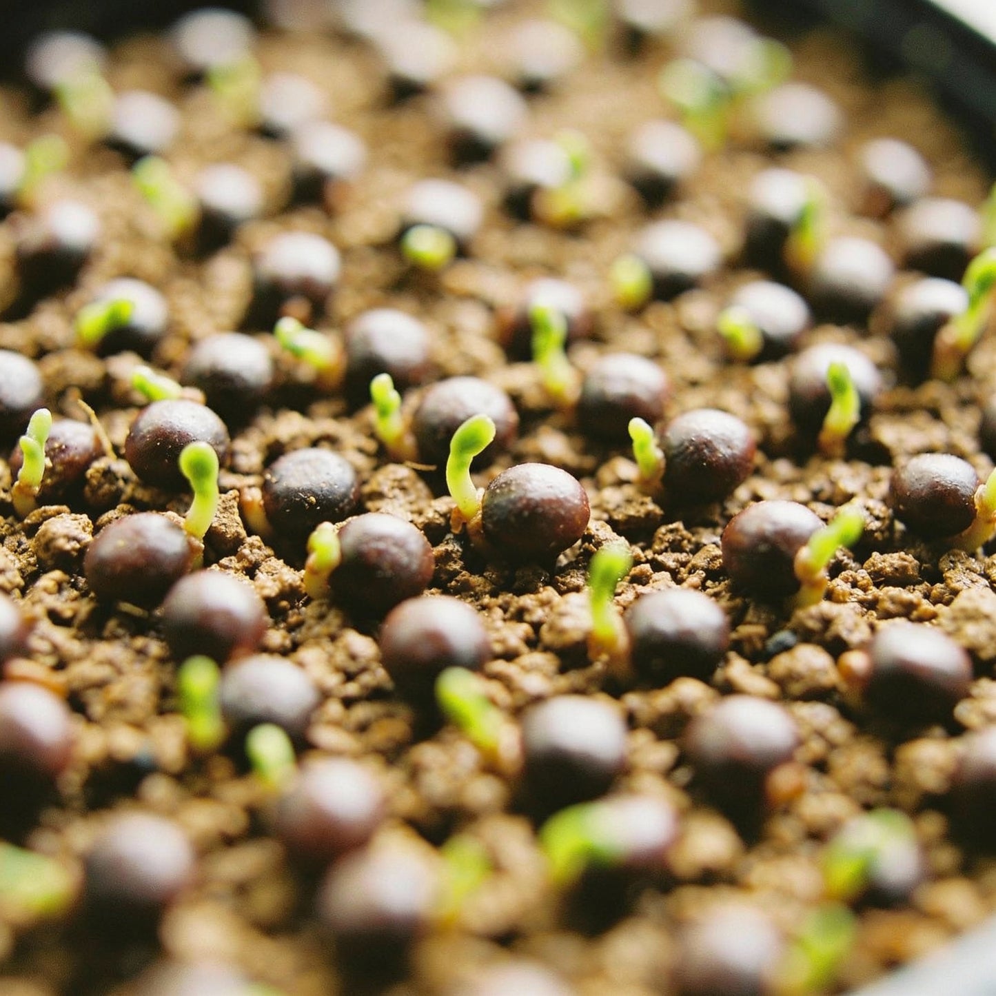 Saruma Henryi Flower Seeds for Garden Planting