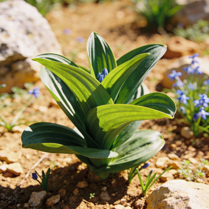 Scilla Hyacinthoides Seeds – Rare Garden Bulbs for Spring Planting