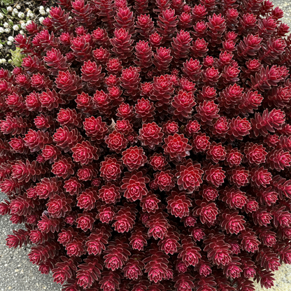 Sedum Spurium Voodoo Flower Seeds for Garden Planting