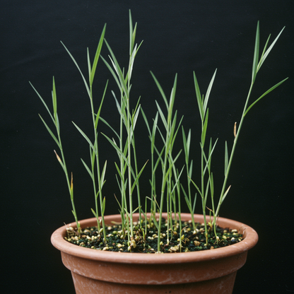 Flax Linseed Seeds for Garden Planting