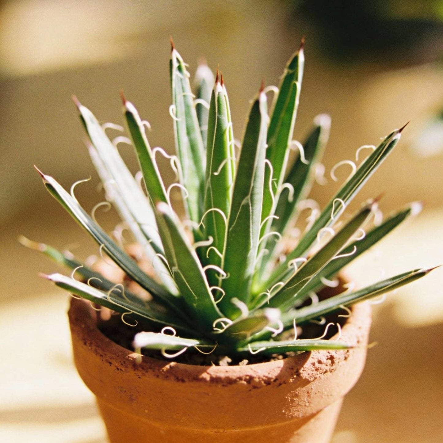 White Yucca Filamentosa Flower Seeds for Garden Planting