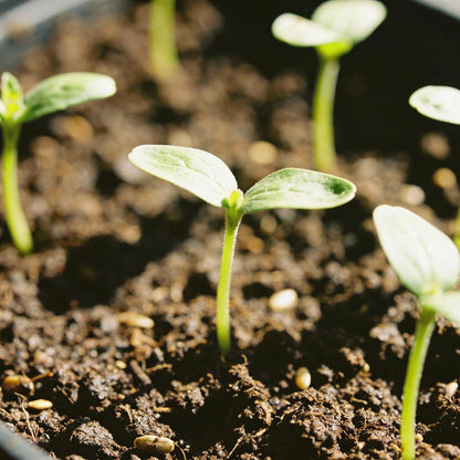 Strawberry Blonde Sunflower Seeds for Garden Planting