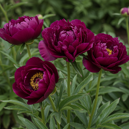 Papaver Poppy Paeoniflorin Black Peony Seeds for Garden Planting