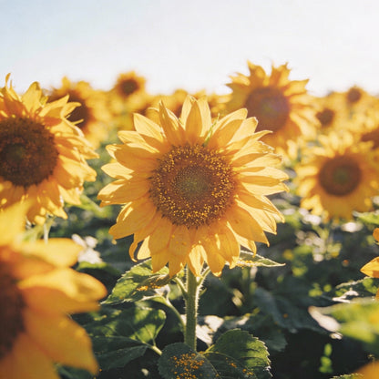 Common Sunflower Helianthus Annuus Seeds - Sunflower Seeds for Garden
