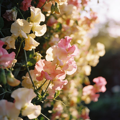 Sweet Pea Incense Mixed Flower Seeds for Garden Planting