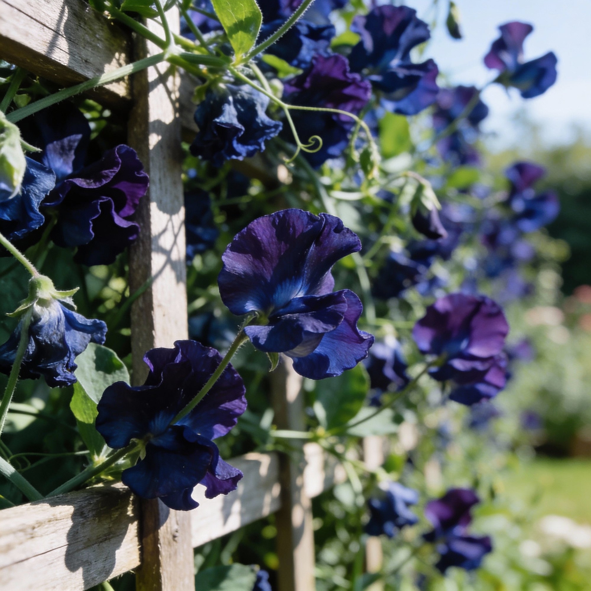 sweet-pea-royal-navy-blue-flower-seeds