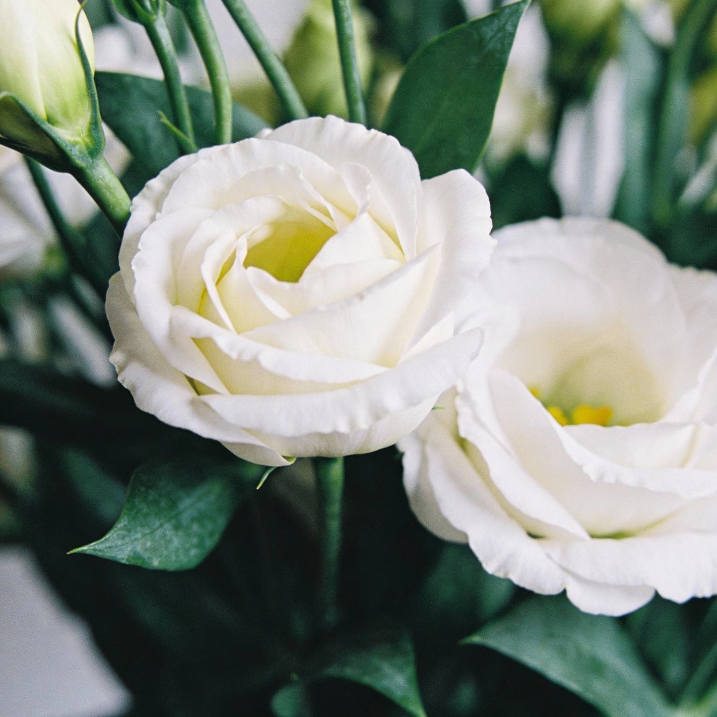 Rari White Eustoma Seeds for Garden Planting