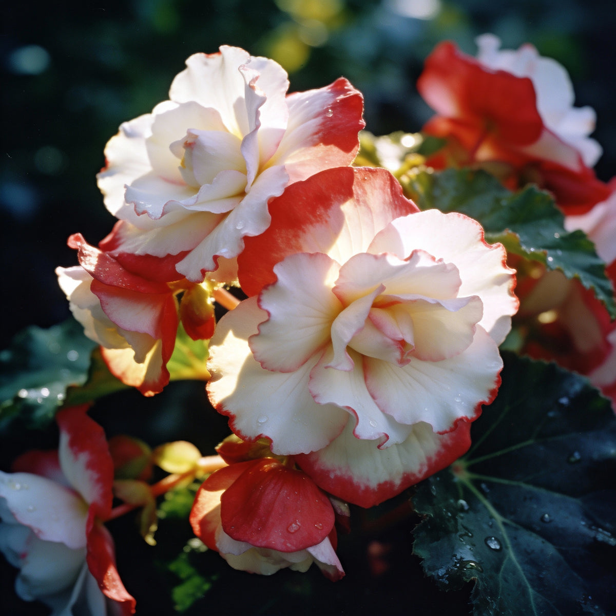 Red White Begonia Flower Seeds - Bicolor Begonia Flower Seeds for Garden
