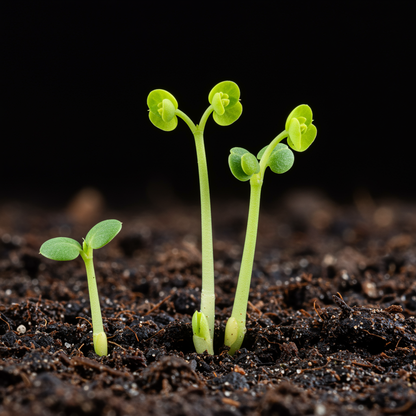 Euphorbia Mellifera Seeds for Garden Planting