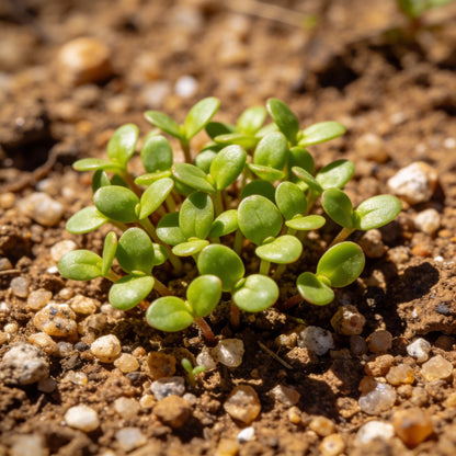 Saponaria Caespitosa Seeds for Rock Gardens and Borders