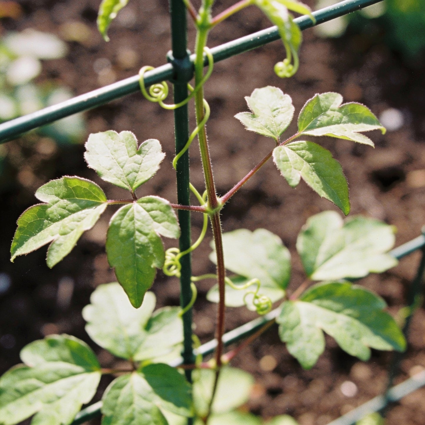 Clematis Mandchurica Seeds for Garden Planting