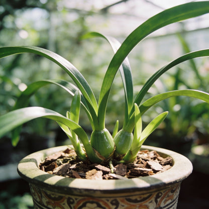Red Cymbidium Flower Seeds for Garden Planting