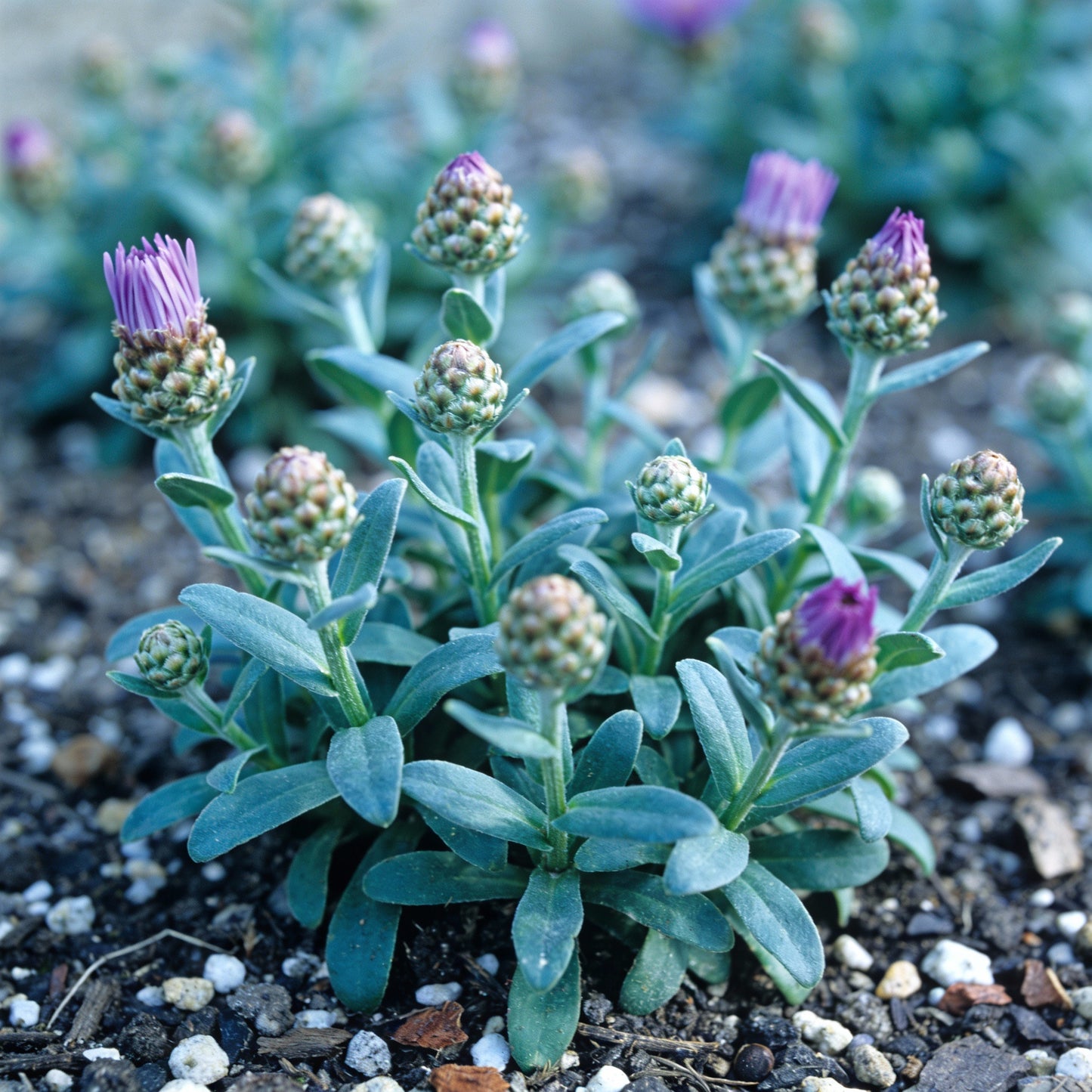 Aster Tongolensis Wartburg Star Seeds for Garden Planting
