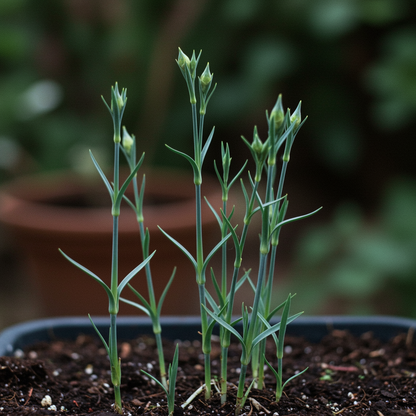 Carnation Seeds Dianthus Caryophyllus for Garden Planting