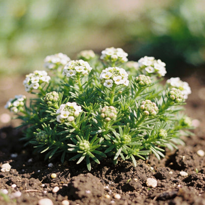 Globe Candytuft Mix Seeds for Garden Planting