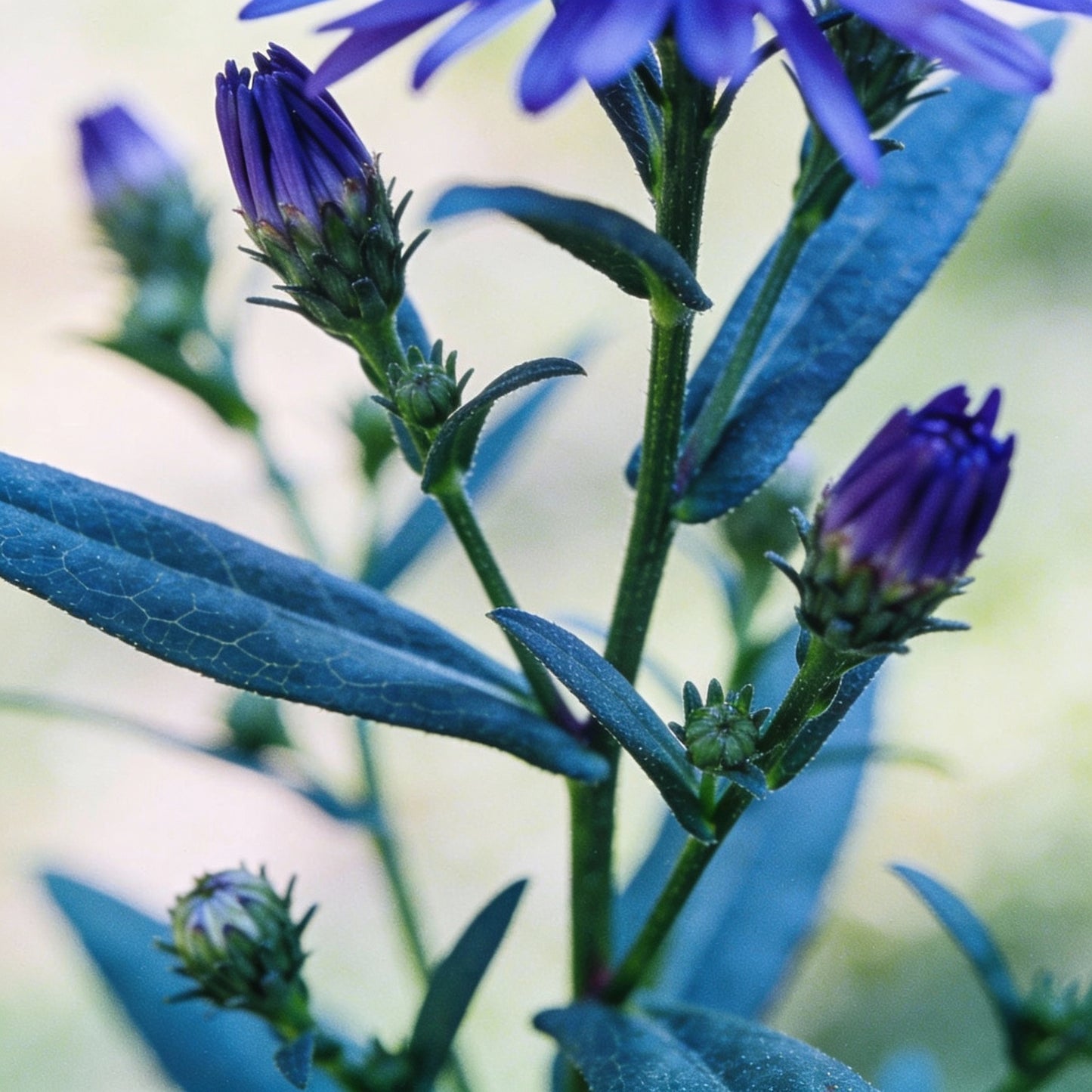 Giant Blue Moon Aster Flower Seeds for Garden Planting