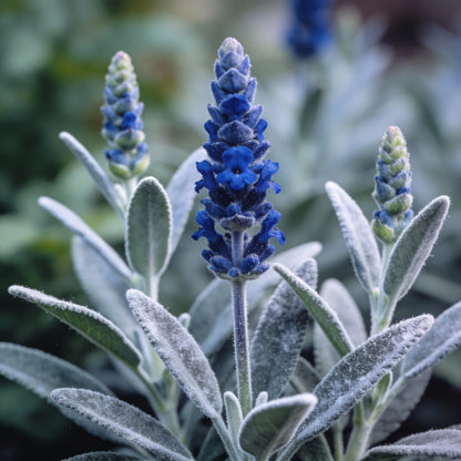 Salvia Farinacea Deep Blue Seeds for Garden Planting