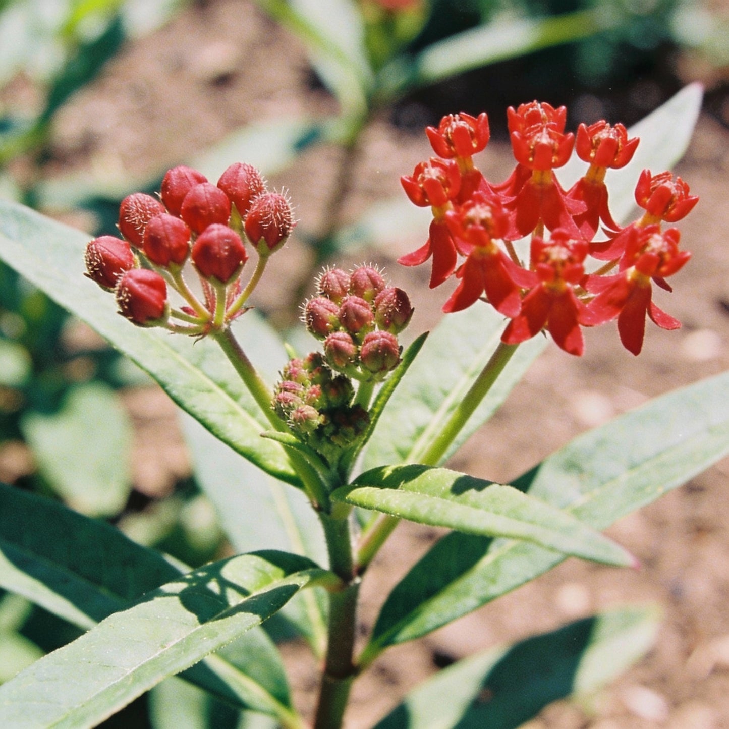 Butterfly Weed Flower Red Seeds for Garden Planting