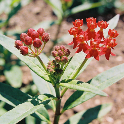 Butterfly Weed Flower Red Seeds for Garden Planting