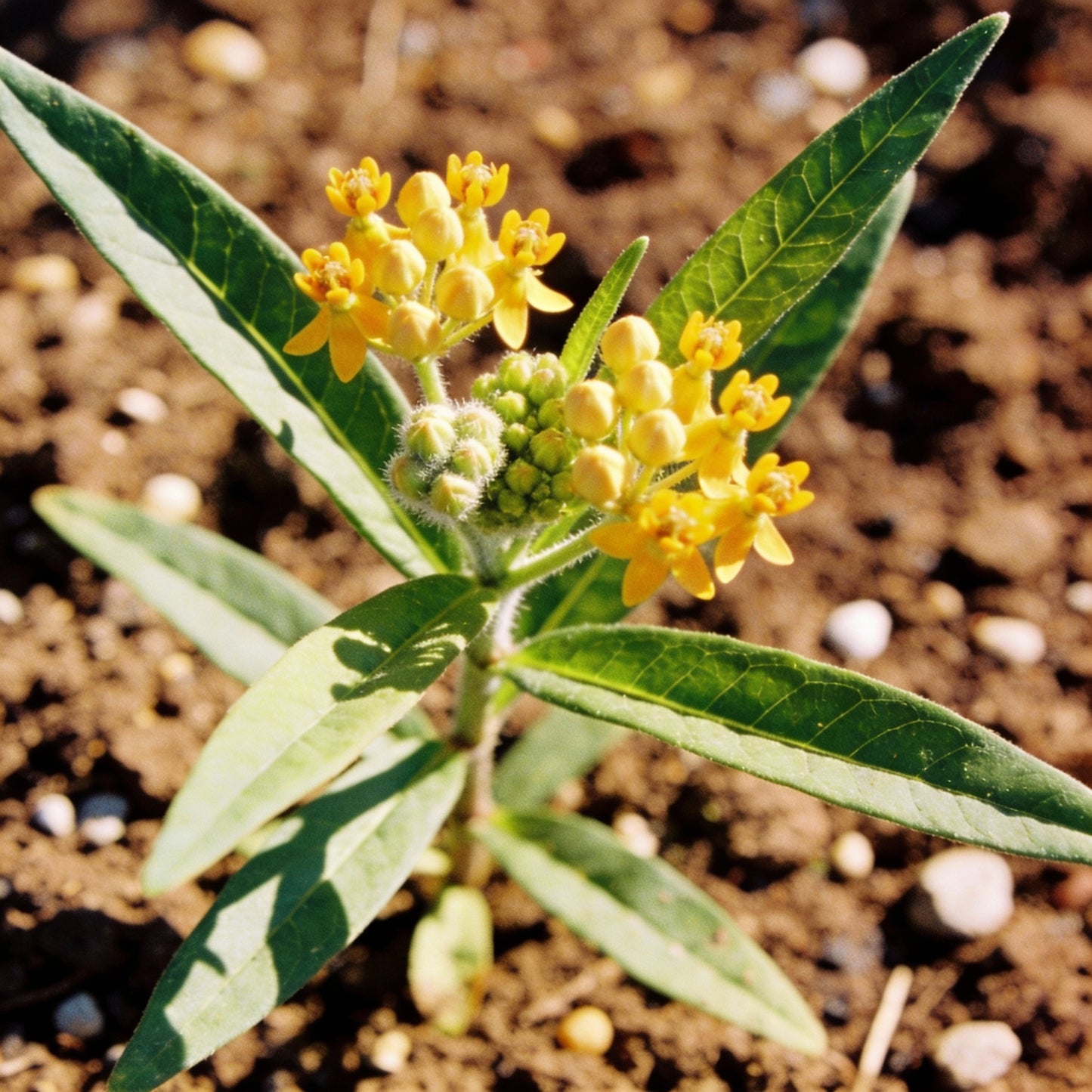 Asclepias Tuberosa Hello Yellow Butterfly Flower Seeds for Garden Planting