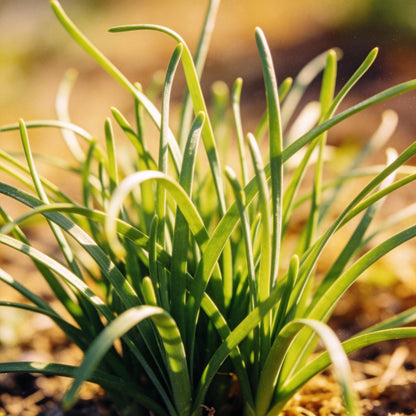 Albuca Juncifolia Flower Seeds for Garden Planting