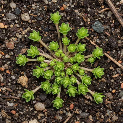 Saxifraga Fusca Seeds for Garden Planting