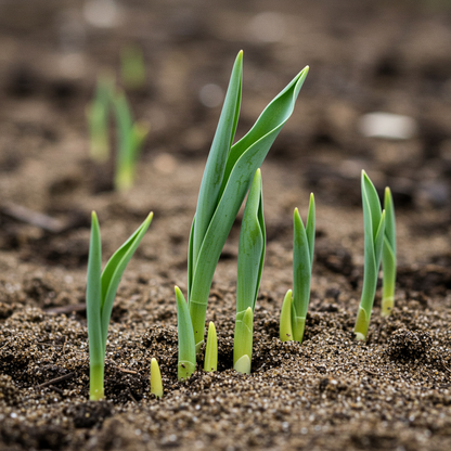 Tulipa Tarda Seeds for Garden Planting