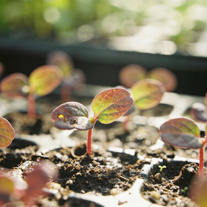 Coleus Wizard Sunset Seeds for Garden Planting